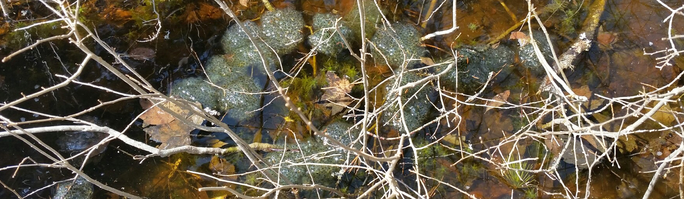 Header_VernalPool_142209