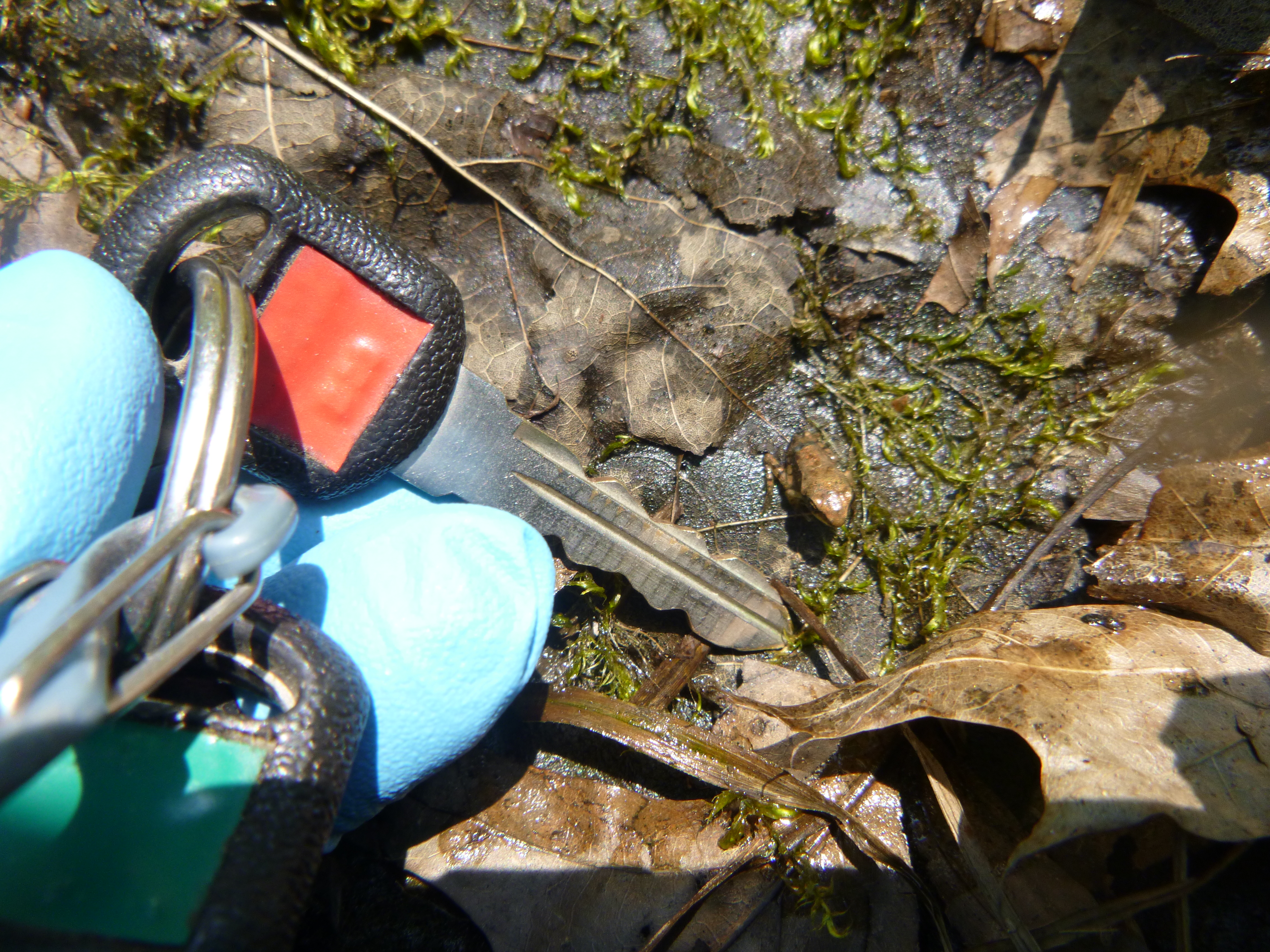 A newly emerged wood frog begins its journey into the forest (car key for scale).