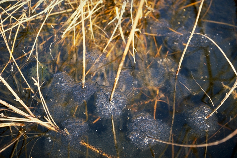 Photo credit vernalpool.org