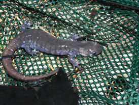 A Unisexual Salamander caught in a dip net. These salamanders are visually similar to Blue-Spotted Salamanders.