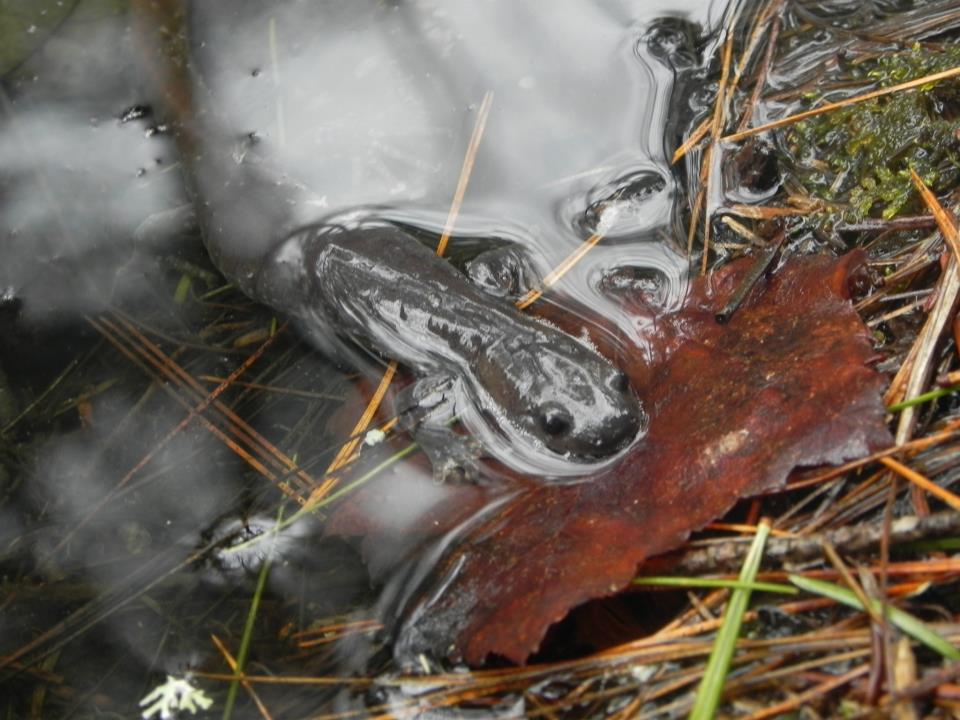Unisexuals Salamanders lay their eggs in vernal pools, and use Blue-Spotted Salamander sperm to stimulate their eggs to develope.