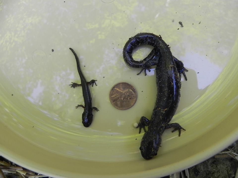 A newly metamorphed Unisexual Salamander and an adult Unisexual Salamander.
