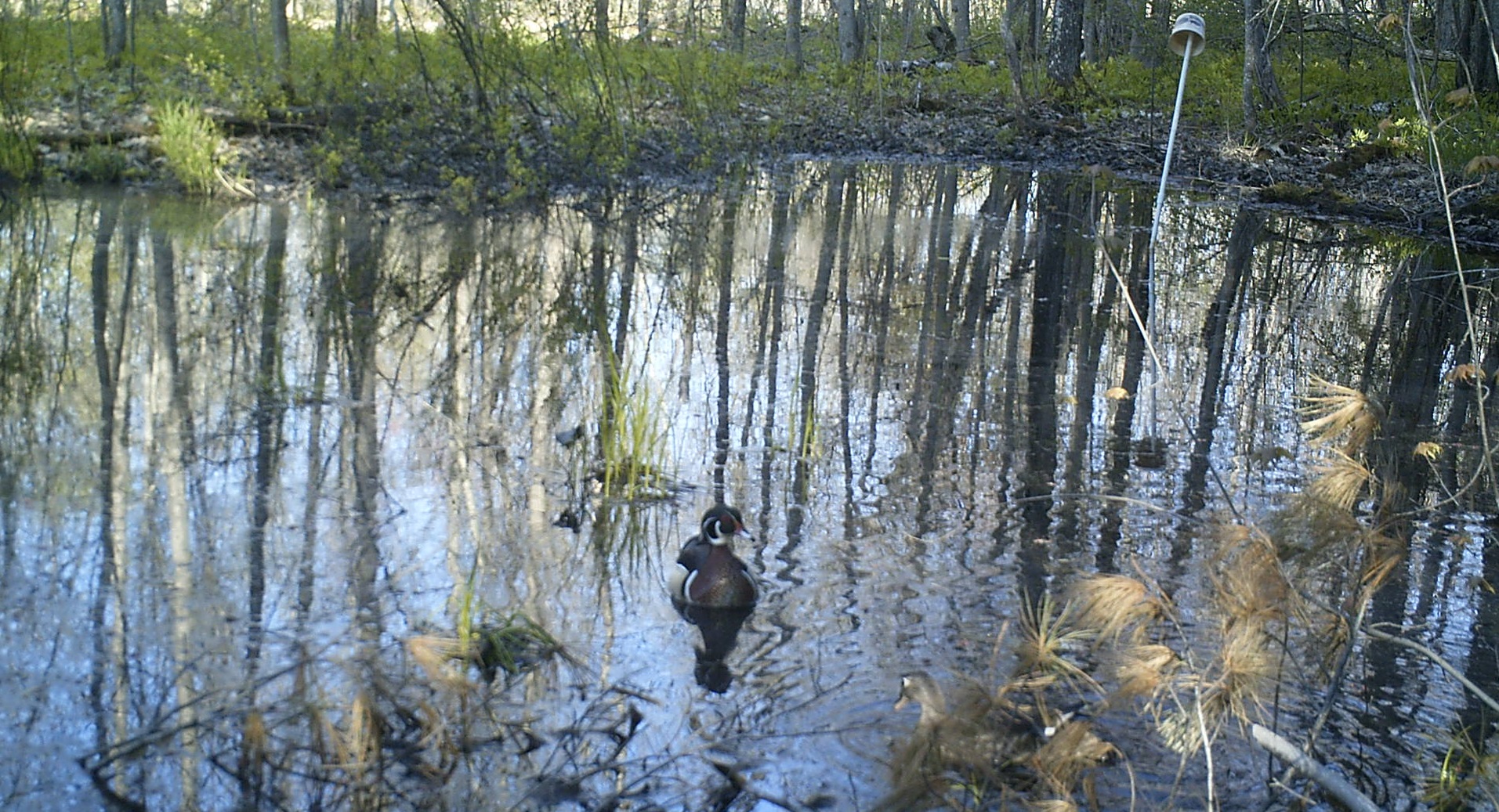 A pair of Wood Ducks dabble in a vernal pool. The colorful male is at the center of the photo and the somewhat drabber female is partly obscured by a pine bough at the lower right corner of the photo. Photo credit: Pools and People Trail Camera