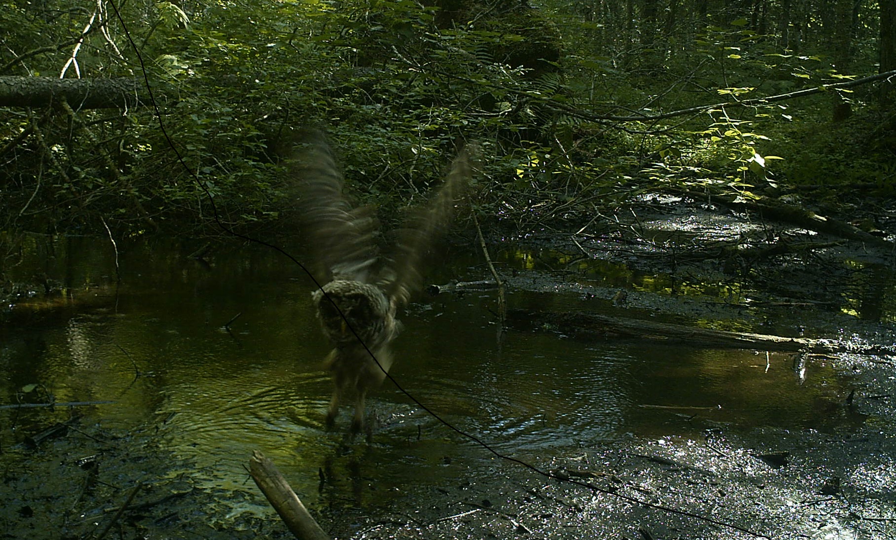 A Barred Owl skims the surface of a vernal pool. Perhaps this owl caught a meal from the pool. Photo credit: Pools and People Trail Camera