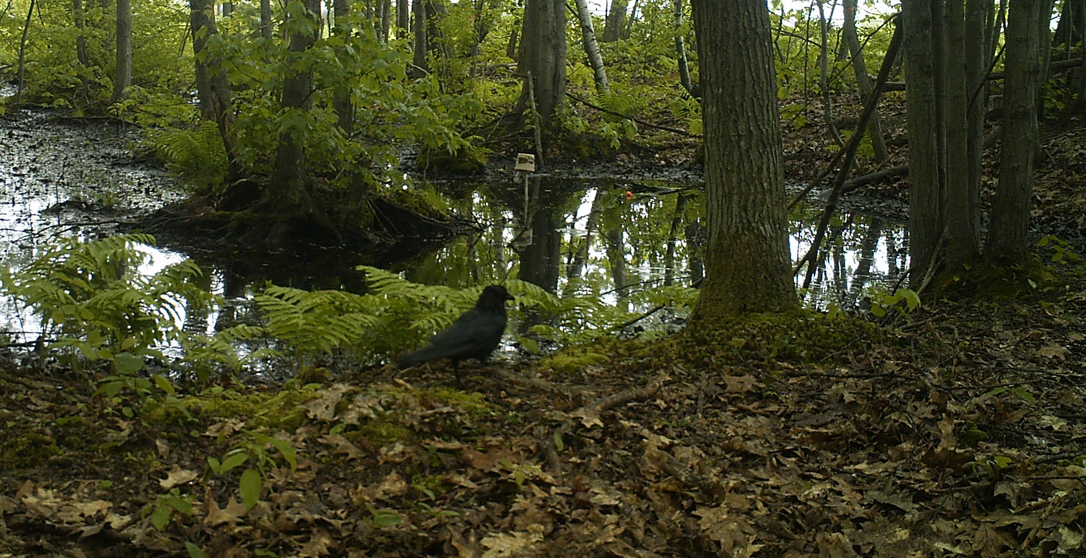 An American Crow struts the banks of a pool. Additional photos taken by our motion-sensor trail camera show this crow scratching through the fallen leaves. Photo credit: Pools and People Trail Camera