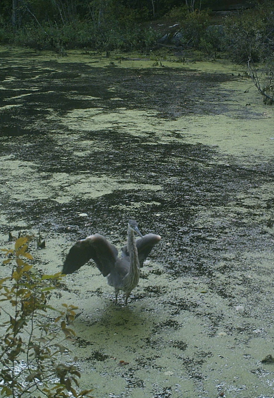 A Great Blue Heron stretches its wings for our trail camera. Since fish do not live in these pools if the heron is searching for a meal perhaps bugs or amphibians are on the menu! Photo credit: Pools and People Trail Camera 