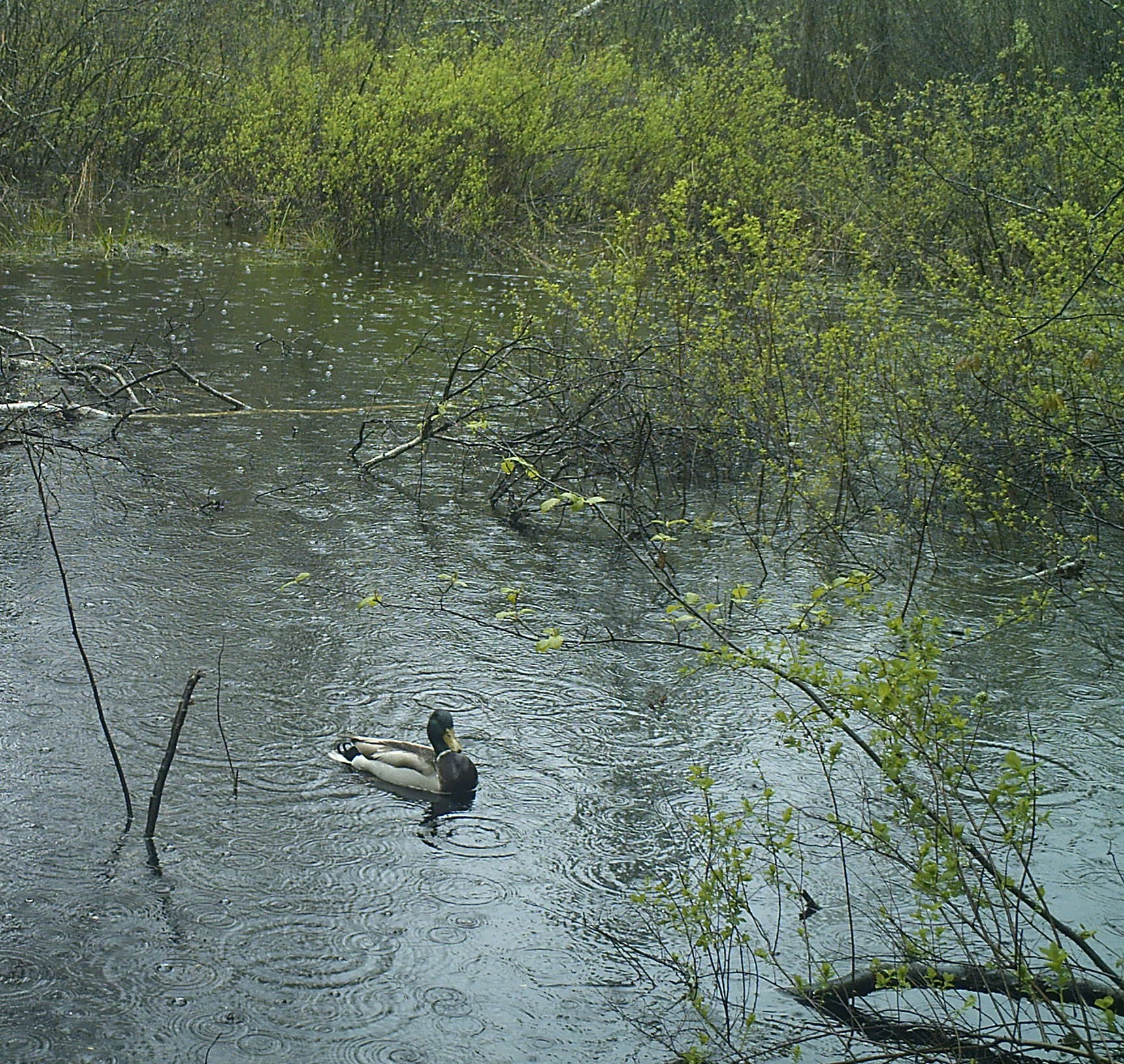 A Mallard floats on a vernal pool during a rainstorm. Mallard ducklings were observed at several pools near urban areas. Photo credit: Pools and People Trail Camera 