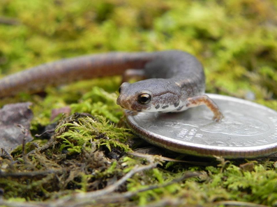 Four-toed Salamanders