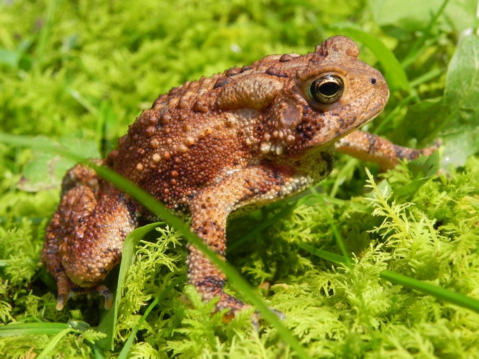 American toads