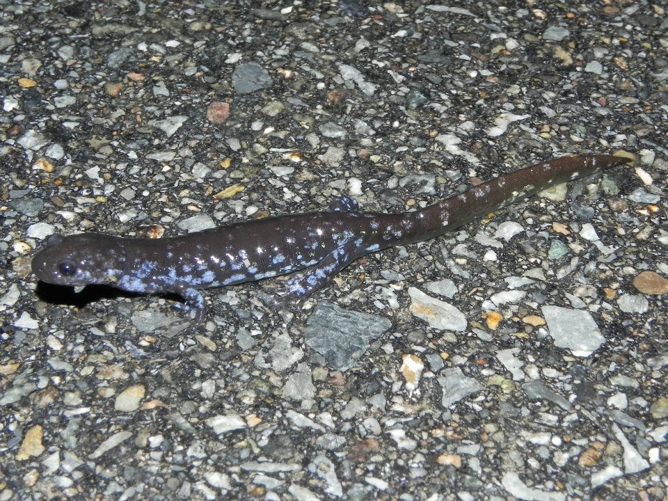 Blue-Spotted Salamander