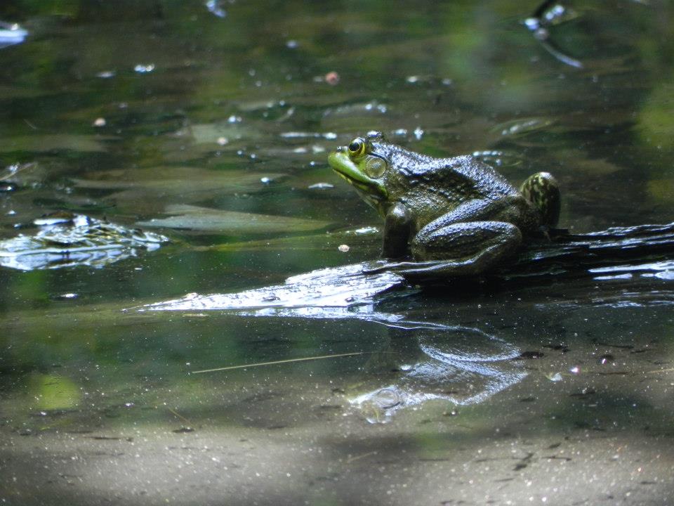 Bullfrogs