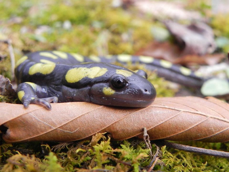 Spotted Salamander on Leaf